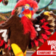 Chairshot Radio DWI Wrestling WWF WWE Gobledygooker Survivor Series