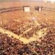 WrestleMania 3